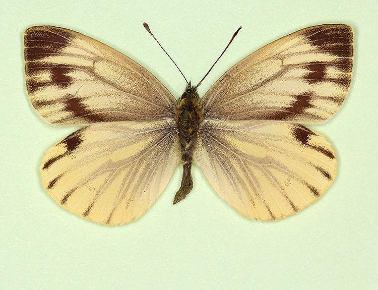 Pieris napi female (aberrant form emiobscurata 2) (Internet Image property of respective owner, non-commercial use only)